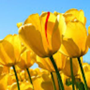 Meet your Posher, Ann